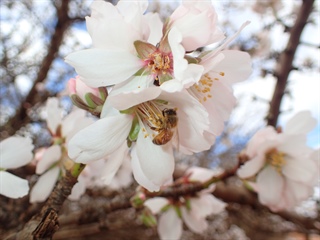 Ag Dynamics engaged for Almond IPM and IDM Projects