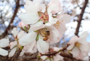 Ag Dynamics engaged for Almond IPM and IDM...