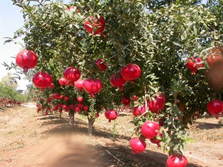 Afghanistan Agribusiness