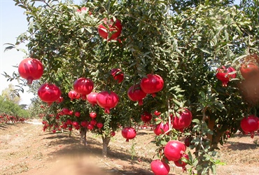 Afghanistan Agribusiness