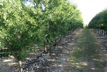 Super High Density Almonds in Spain