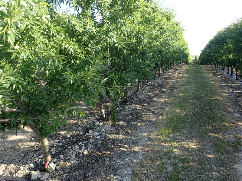 Super High Density Almonds in Spain