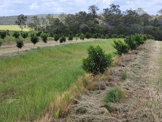 Boombera Park Macadamias