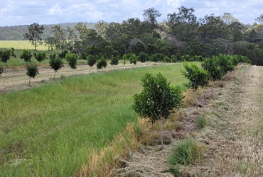 Boombera Park Macadamias