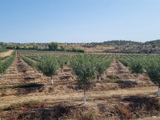 Almonds in Portugal