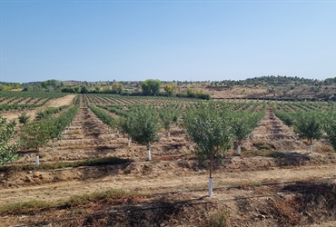 Almonds in Portugal