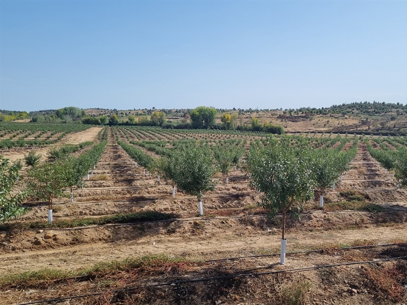 Almonds in Portugal