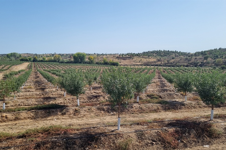 Almonds in Portugal