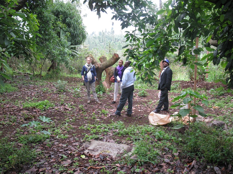 Kenya Avocado Project