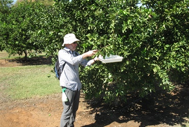 Citrus Biosecurity Project