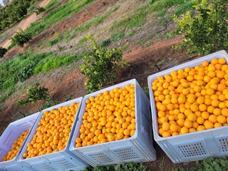 Citrus Orchard in Waikerie