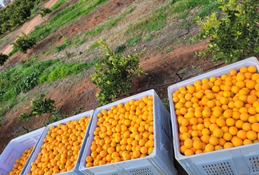 Citrus Orchard in Waikerie