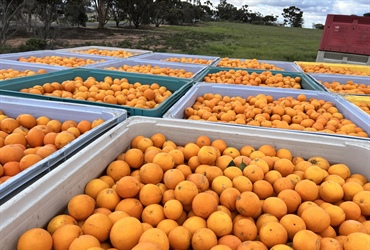 Citrus Orchard in Waikerie