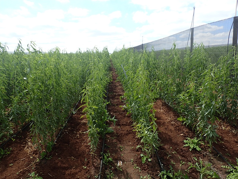 Almond Planting Time