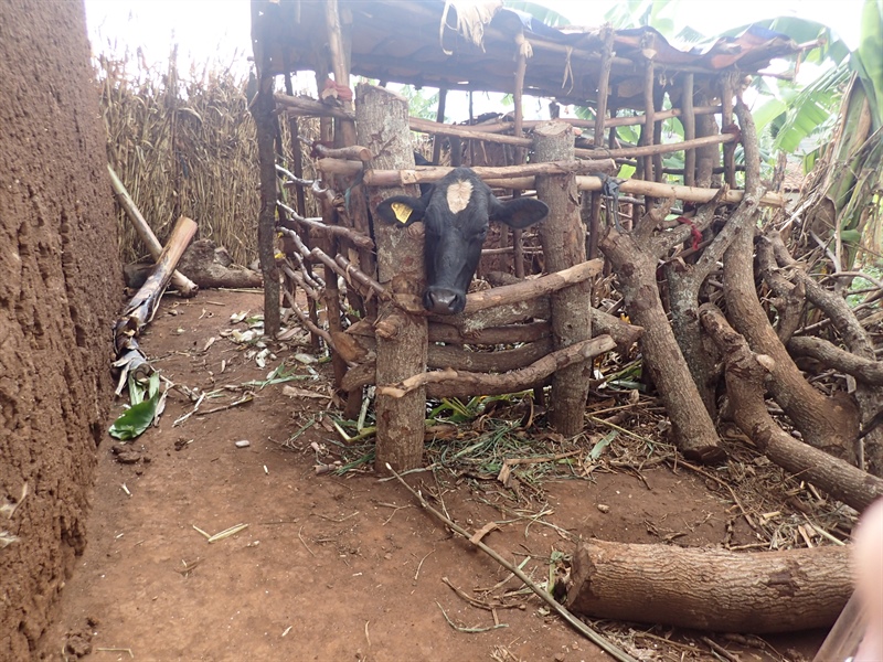 Rwanda - Programme for Support to Agriculture