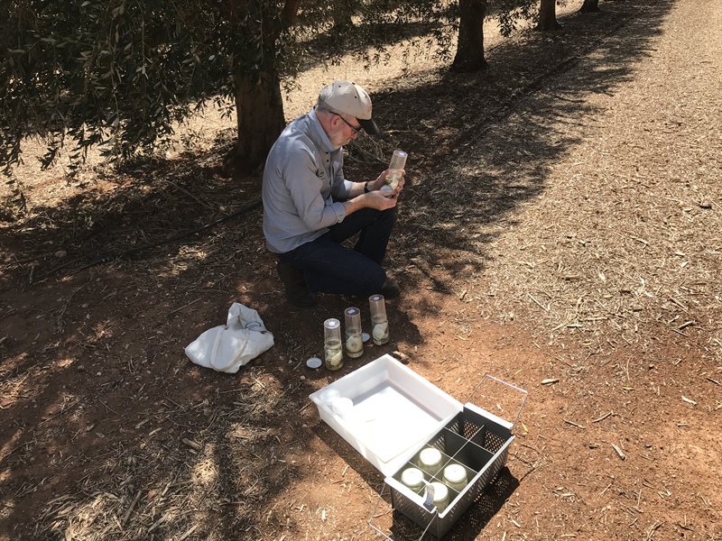 Understanding and Managing Insect Pests of Pistachio Orchards