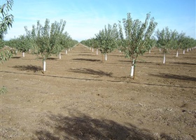 Young almond orchard, California