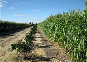 Citrus plantation, Western Australia