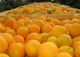 Navel oranges ready for packing