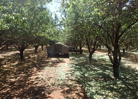 Almond Harvesting - The Result of the Season's Work!
