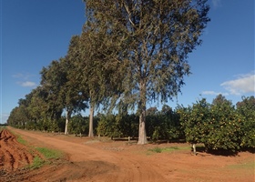 Eucalypt Windbreak in Citrus Orchard