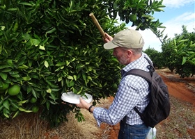 Citrus Biosecurity Surveillance in Western Australia