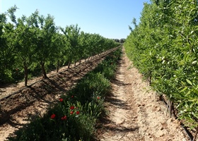 Super High Density Almonds in Spain