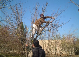 Pruning apricot trees, Afghanistan