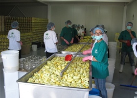 Processing of Peppers (Somborka) in Kosovo