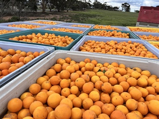 Citrus Orchard in Waikerie