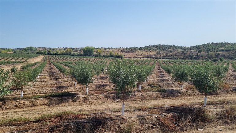 Almonds in Portugal