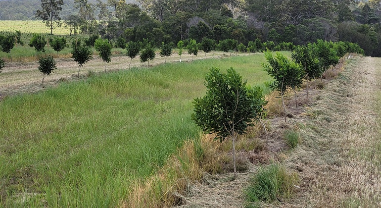 Boombera Park Macadamias