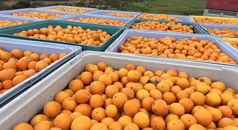 Citrus Orchard in Waikerie
