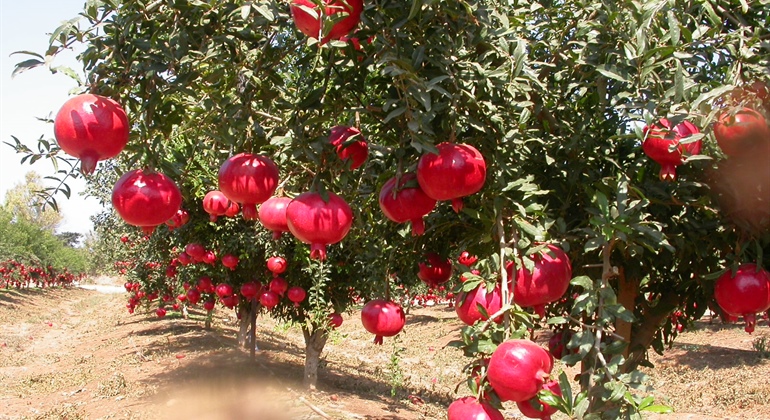 Afghanistan Agribusiness
