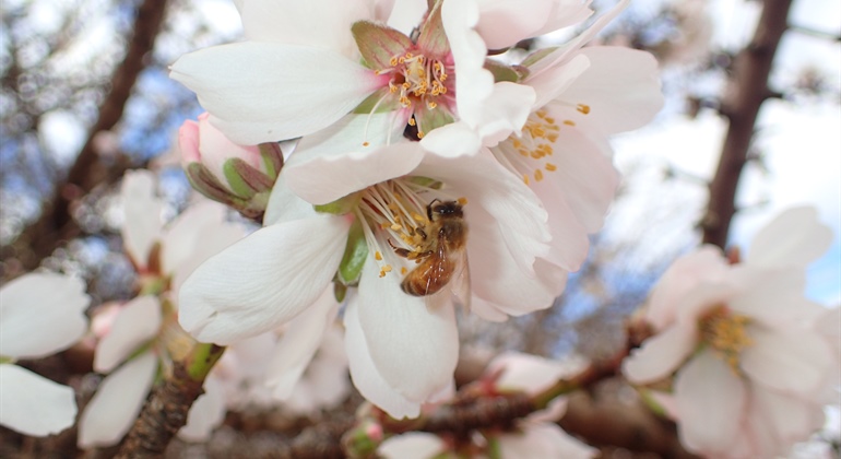 Ag Dynamics engaged for Almond IPM and IDM Projects