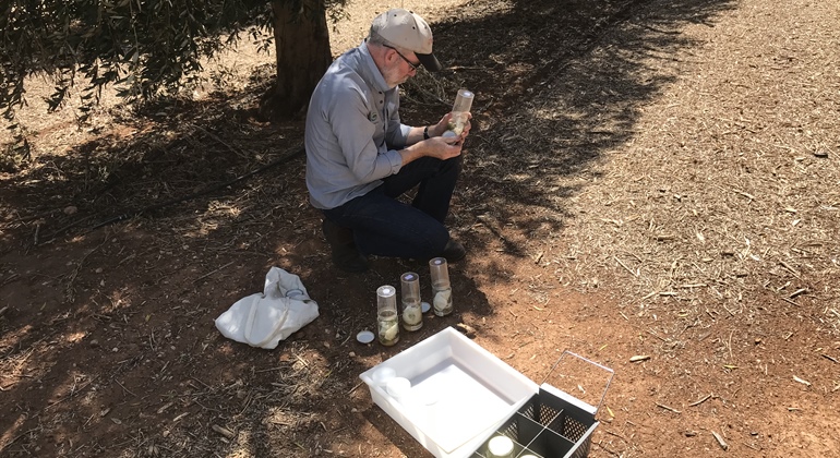 Understanding and Managing Insect Pests of Pistachio Orchards