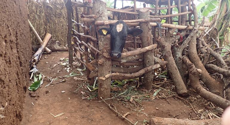 Rwanda - Programme for Support to Agriculture