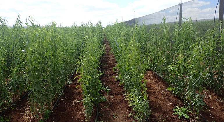 Almond Planting Time
