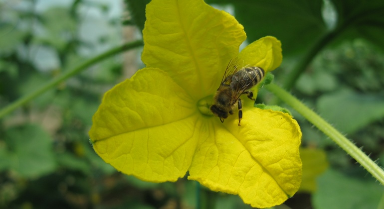 Review of EnviroVeg Programme