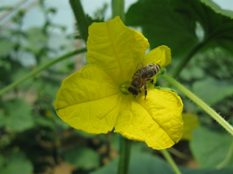 Review of EnviroVeg Programme