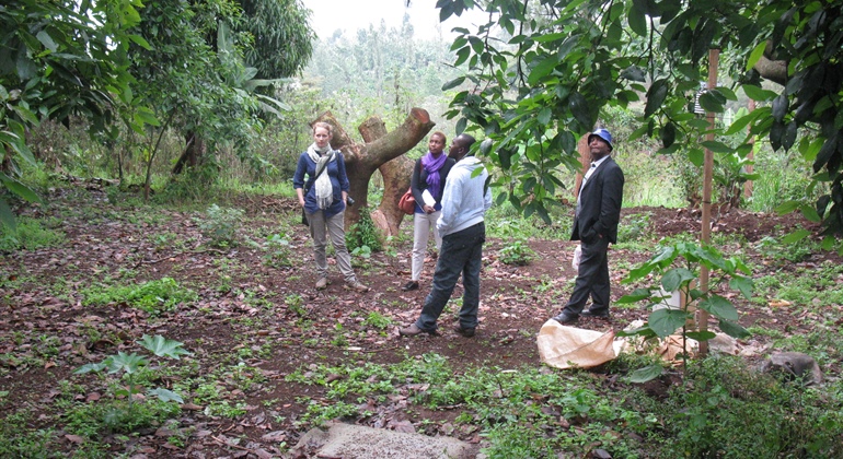 Kenya Avocado Project