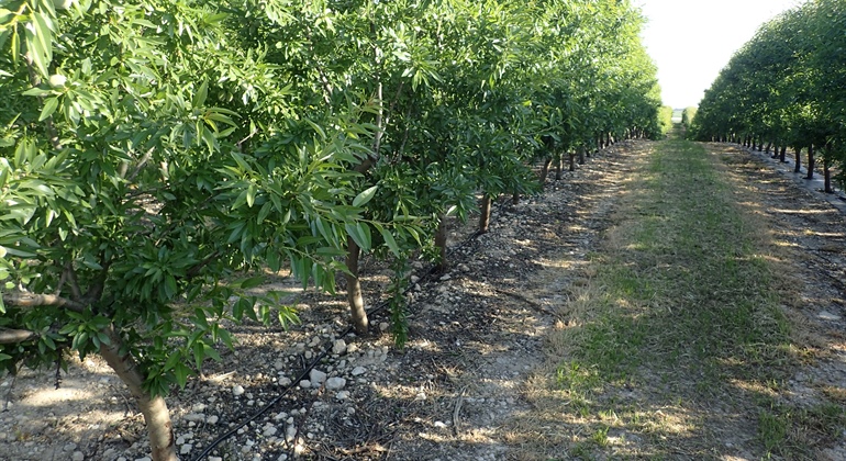 Super High Density Almonds in Spain