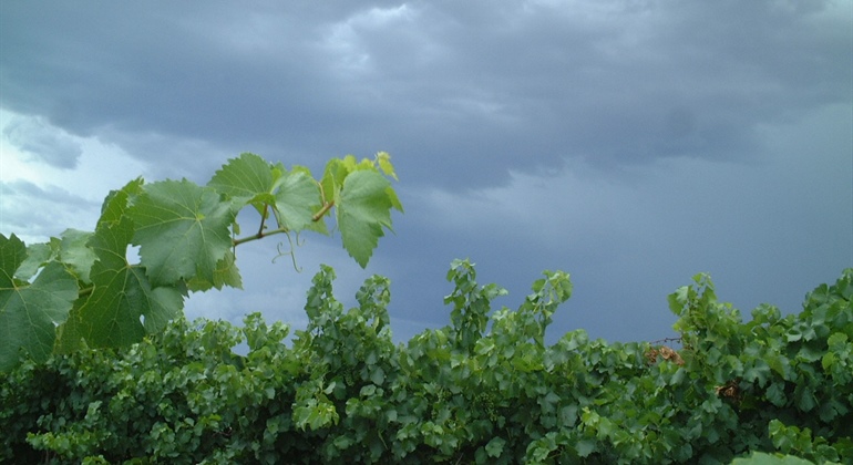 Biosecurity Business Case for Viticulture