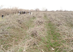Unpruned vineyard in northern Afghanistan, Afghanistan